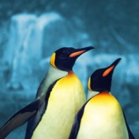 Pinguins - O Que VocÃª Sabe Sobre Eles?