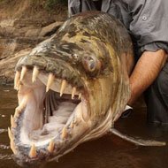 Peixe Tigre: o Peixe Monstro do Congo
