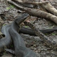 Duelo Mortal Entre Cobras Venenosas