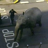 Elefante Foge do Banho Na Irlanda
