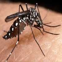 Como Eliminar os Mosquitos da Dengue de Maneira Ecológica