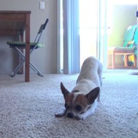 Chihuahua Praticando Yoga que Nem Gente