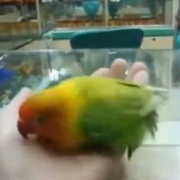 Papagaio de Sex Shop