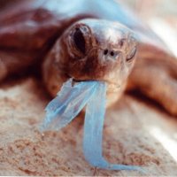 Sacolas Plásticas: Um dos Resíduos Mais Poluentes