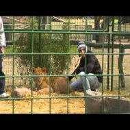 Zoo Onde VocÃª Pode Entrar na Jaula dos Animais