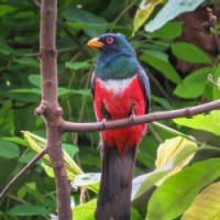 Zoológico Britânico Registra Biodiversidade no Equador