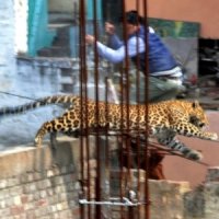 Leopardo Coloca Moradores em PÃ¢nico ao Invadir um Hospital e Sala de Cinema na Ãndia