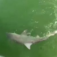 Mero-Gigante Devora um Tubarão Recém Pescado