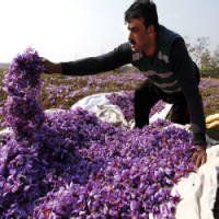 FotÃ³grafo Retrata Plantio de 'Tempero Mais Caro do Mundo' na Caxemira
