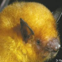 Brasileiro Descobre Novo Morcego Dourado na Bolívia