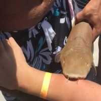 Peixe Bagre Faz Nova VÃ­tima em Praia de SP