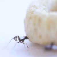 Cientistas Desvendam Segredo das Formigas Para Carregar Alimentos Gigantes