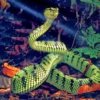 9 MistÃ©rios Sobre as Serpentes
