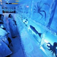 Aquário Exibe Animais Marinhos em Cubos de Gelo