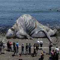 9 Monstros Marinhos Gigantes Encontrados nas Orlas MarÃ­timas