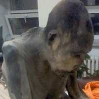 Monge Mumificado HÃ¡ 200 Anos DÃ¡ Sinal de Vida