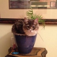 Gatos que Têm Certeza de que São Plantas